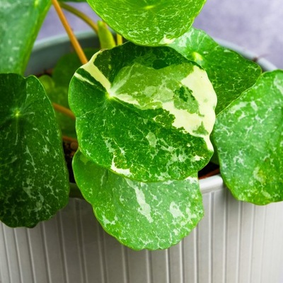 Pilea Peperomioides PIENIĄŻEK VARIEGATA unikatowy DODAJACY SZCZĘŚCIA D12cm