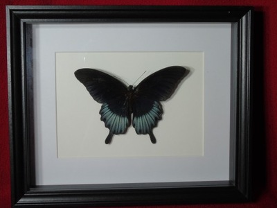 Motyl w ramce / gablotce 27 x 22 cm . Papilio memnon - 130 mm
