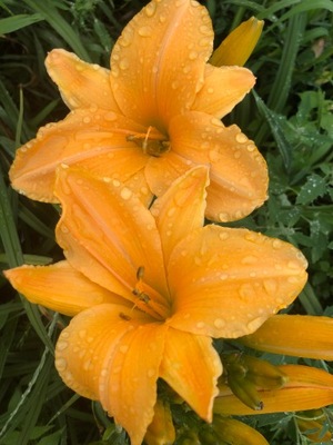 Liliowiec Pomarańczowy duży kwiat