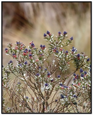 Plakat Kwiaty Natura Krzewy Obraz Bez Ramy 40x50cm