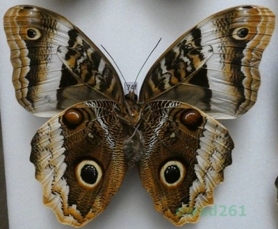 Caligo atreus Kollar, 1850 Kolumbia 124mm74f