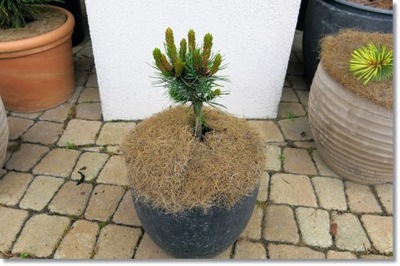 Pinus aristata 'Upper Dwarf Tree' - śliczna !!!