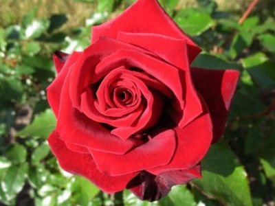 Róża wielkokwiatowa Lichter Loch- gat. I