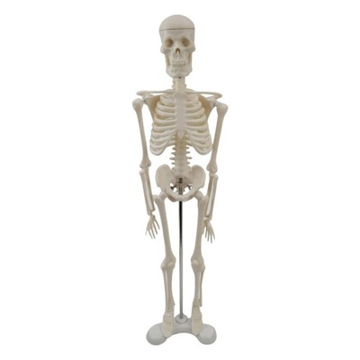 Model anatomiczny szkieletu człowieka z ruchomymi