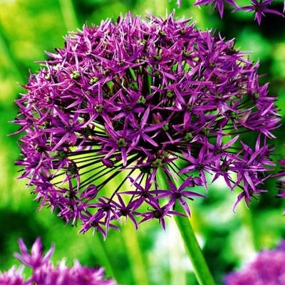 Allium Czosnek Ozdobny Violet Beauty 3 szt cebulki