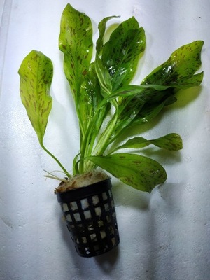 Echinodorus ozelot 'Green' [koszyk]
