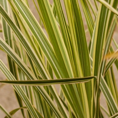 Miskant chiński Variegatus - Miscanthus sinensis