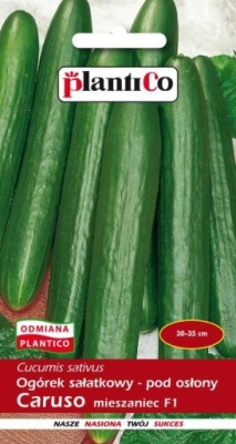 Ogórek pod osłony Caruso F1 1g PLANTICO
