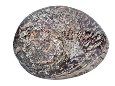 MUSZLA ABALONE shell piękna bardzo duża perłowa podstawka MUSZLE PAUA 18 cm