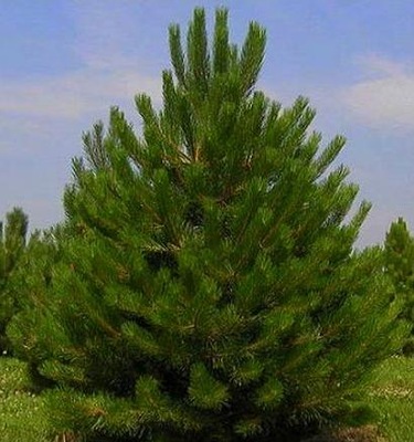 SOSNA CZARNA IDEALNA DO OSŁONIĘCIA I WYCISZENIA OGRODU