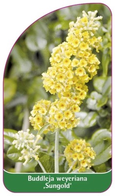 ETYKIETY SZKÓŁKARSKIE Buddleia weyeriana 'Sungold'