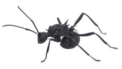 Mrówki Polyrhachis armata AntHunter