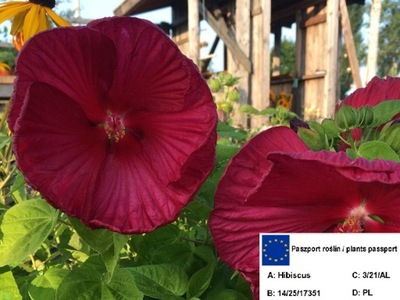 Hibiskus bagienny 'Hibiscus moscheutos' CZERWONY
