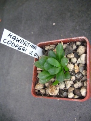 Haworthia cooperi pilifera 1906 don5x5cm PG1019P