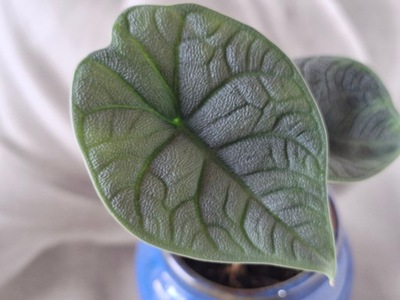 ALOCASIA 'MELO' Alokazja