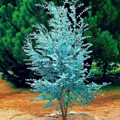 Eukaliptus sadzonka w pojemniku 0,5-1l 20-30 cm