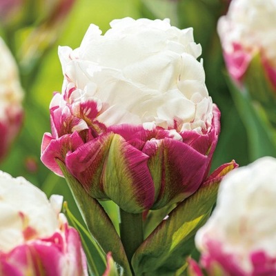 Tulipan Tulipany Lodowy Ice Cream 1 szt cebulki