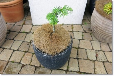 Abies concolor 'Dulko' - Unikat !!!!!!!!