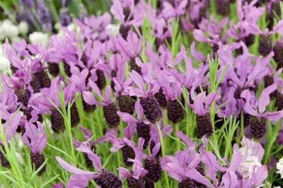 LAWENDA FRANCUSKA (LAVANDULA STOECHAS) 100 NASION