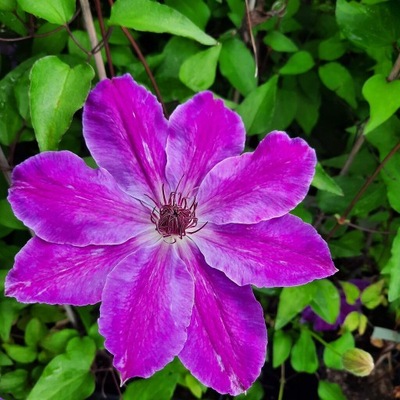 CLEMATIS WIELKOKWIATOWY BAŁTYK powojnik 2L