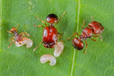 Acanthomyrmex thailandensis Q+15-40 w. Mrówki do Formikarium