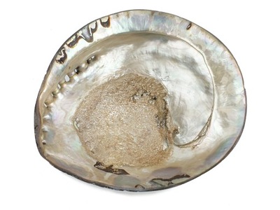 ABALONE MUSZLA bardzo duża polerowana PAUA 17 cm