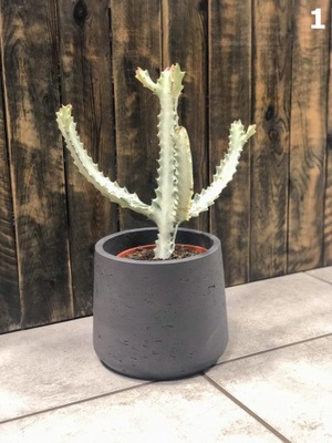 Euphorbia lactea White Goast wilczomlecz mleczny biały duch 50 cm ⌀17cm