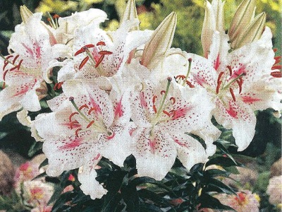 LILIA (LILIUM) 'SOLUTION' 1 SZT.