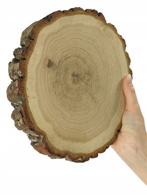 Plaster drewna Krążek drewna Dębu 15-20 cm gr. 3 cm Szlif Kora