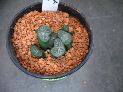 Haworthia maughanii 2814 don6cm WD10160