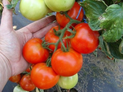 Pomidor Palava F1 250z PNOS Moravo