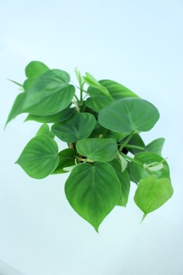 Philodendron Scandens ZIELONY Filodendron DUŻY