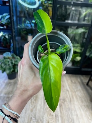 Philodendron Domesticum Variegata