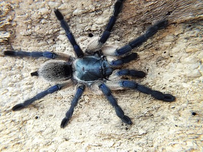 Monocentropus balfouri (SpidersForge)