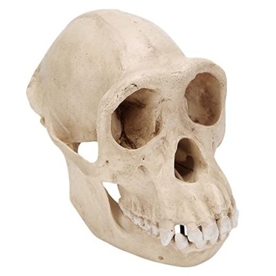Model czaszki szympansa 3B