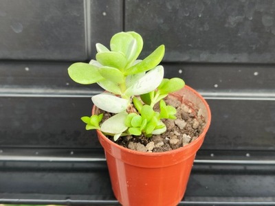 Cotyledon orbiculata 'Silver Peak' 45