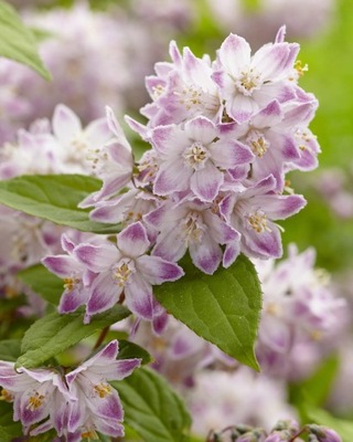 Żylistek mieszańcowy 'Raspberry Sundae' Deutzia 3L