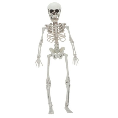 Naturalnej wielkości szkielet Halloween narzę