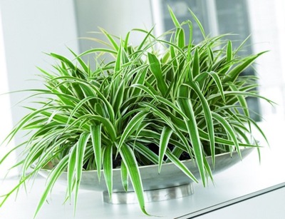 ZIELISTKA ZIELISTEK ROŚLINA SADZONKA W DONICZCE DWUKOLOROWA CHLOROPHYTUM