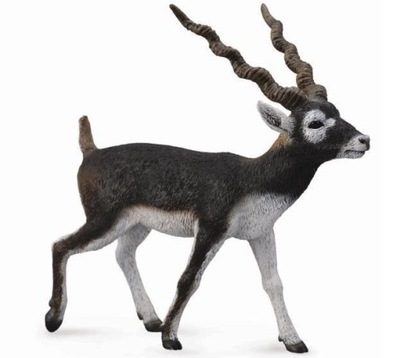 Antylopa Blackbuck L Collecta