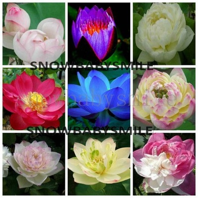 Pic9 Tamate 10 nasion Nasiona lotosu różne odmiany