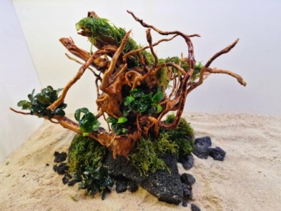 Gotowa, tonąca aranżacja do akwarium Z02