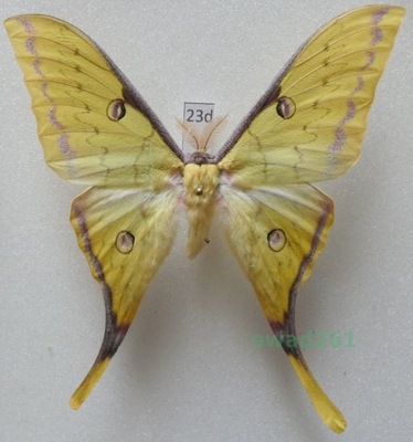 Actias sinensis samiec Wietnam 81mm23b