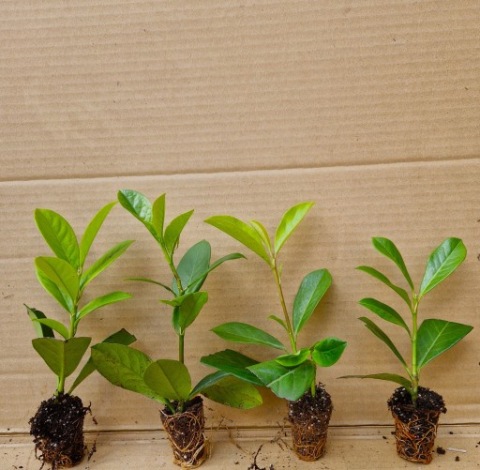 Laurowiśnia NOVITA  15 cm PIĘKNA SADZONKA