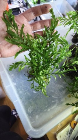 Bolbitis heudelotii koszyk xxl. Paprotka, paproć do akwarium. Przecudna