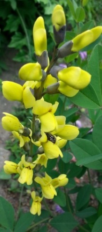 Baptisia Carolina Moonlight Baptysja karolina  zółta 20 dużych n