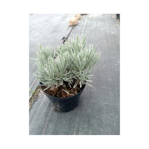 Lawenda Grosso- doniczka 1,5l