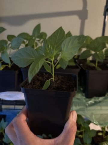 Papryka Stożkowa Czerwona Słodka - Sadzonka