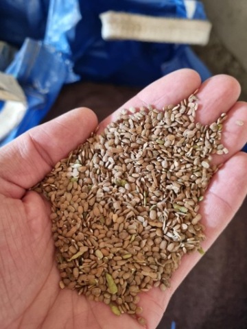 seradela nasiona, saladera, czyszczona do wysiewu, kwalif. lucerna gorczyca