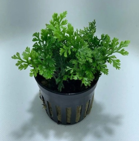 Kolekjonarski Bolbitis Mini Diformis, mini paprotka akwarium odporna